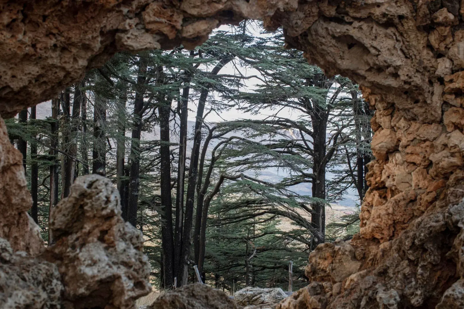 أرز لبنان